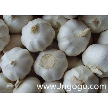 New Crop Fresh High Quality White Garlic